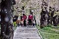 桜吹雪を行く子どもたち　五稜郭公園（函館市）