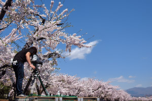 桜とカメラマン　五稜郭公園（函館市）