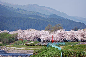大野橋から大野川沿いの桜並木を望む
