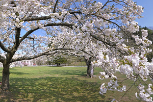 枝を一杯に広げる桜の老木　函館市水元町笹流ダム広場