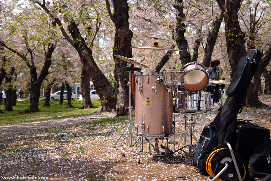 桜#080　桜の花散る道の上の西洋太鼓　五稜郭公園（函館市）