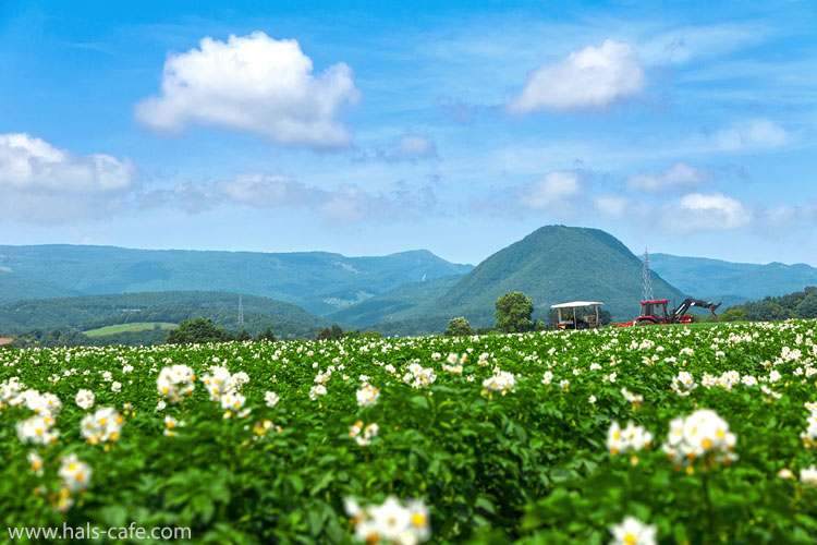石川の丘の初夏　ジャガイモの花咲き綻びる