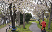 一期一絵（Onceshot in Life-time）#425　2009年5月11日　緑園通の桜　撮影：2009年5月10日　函館市花園町付近　