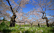 五稜郭公園2012年　桜咲く夢をみたような一枚の風景